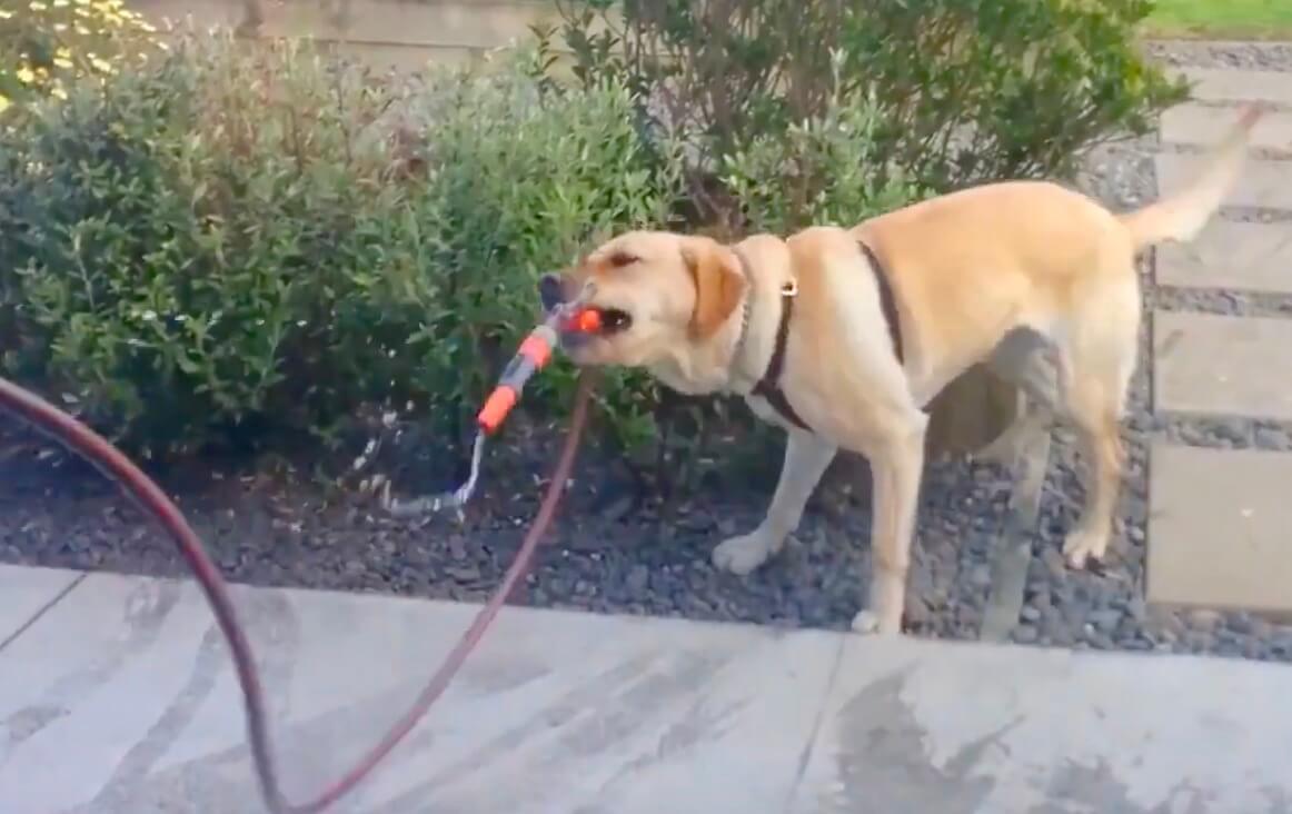 ラブラドールレトリーバー,動画