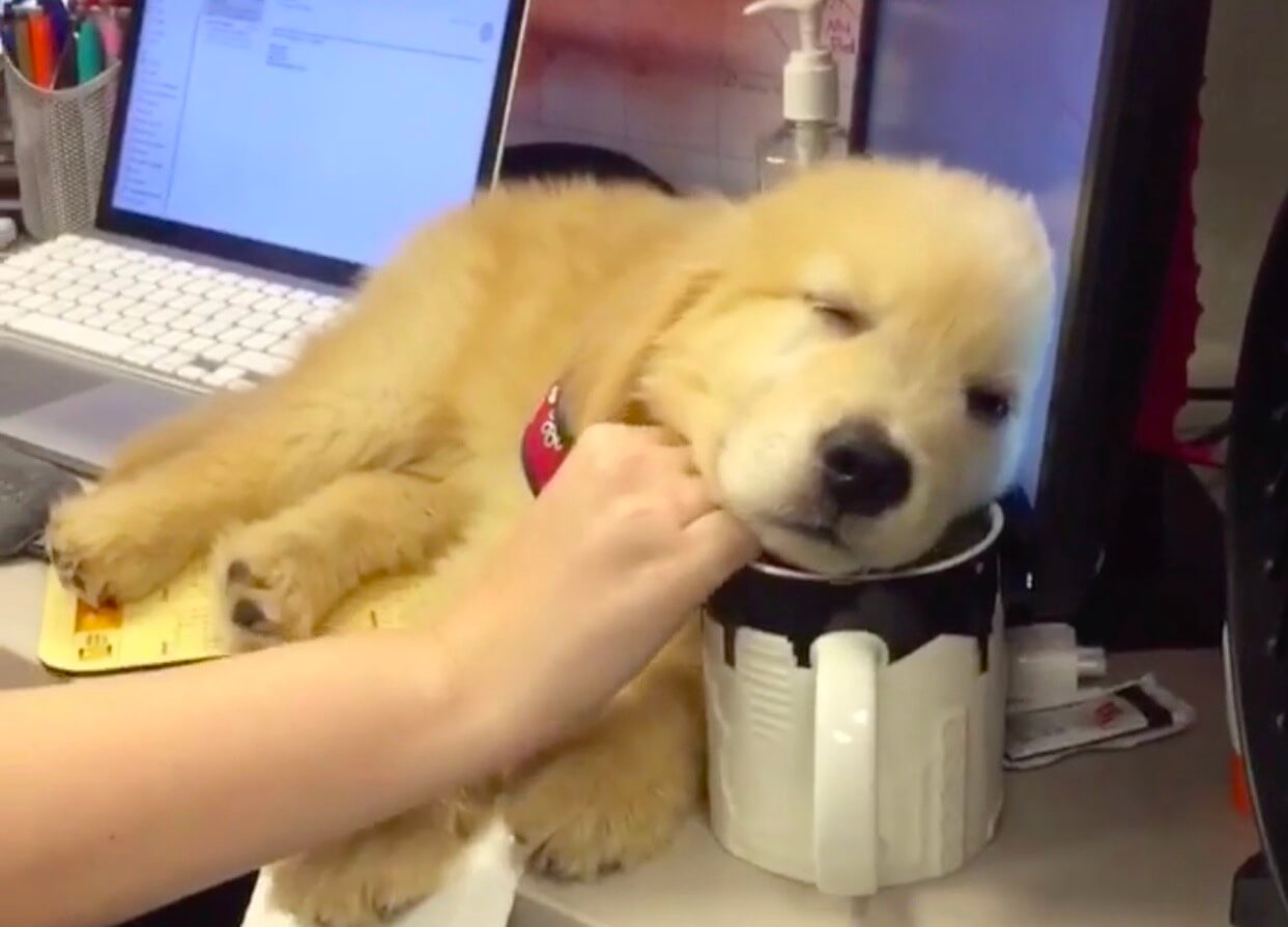 ゴールデンレトリーバー,動画