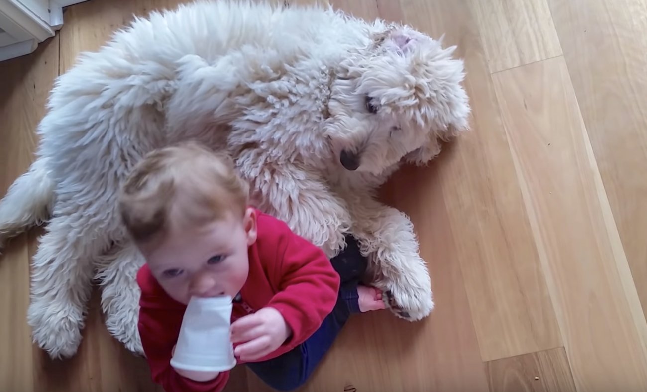 ゴールデンドュードル、動画