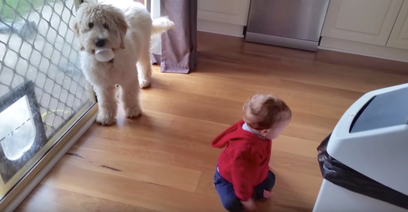 ゴールデンドュードル、動画