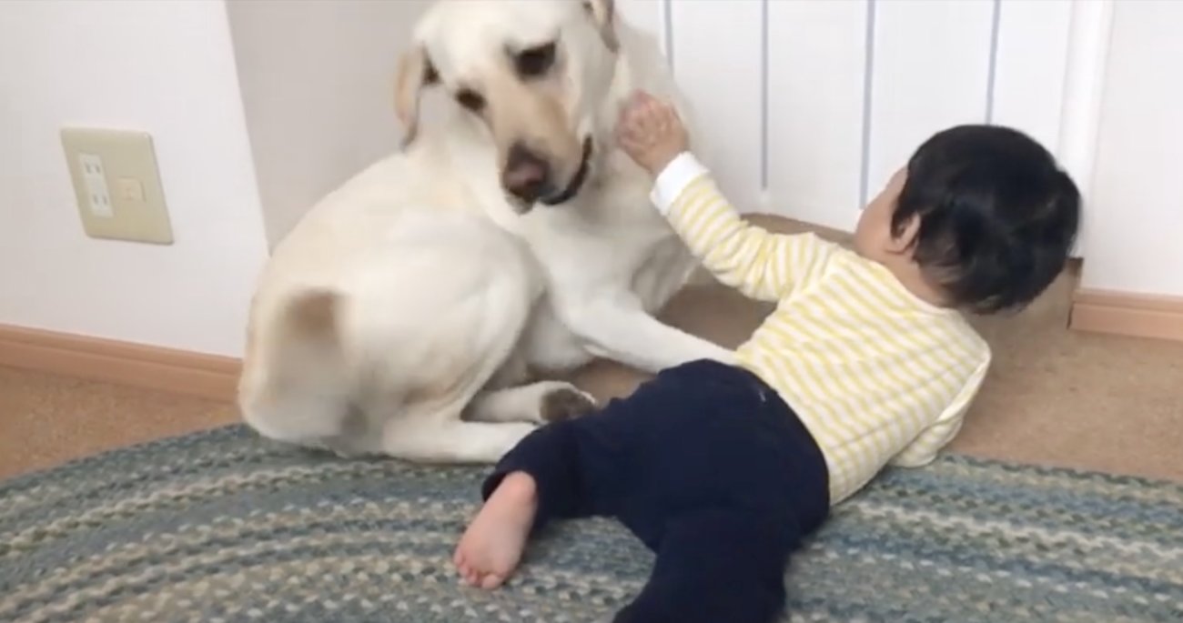 ラブラドールレトリーバー,動画