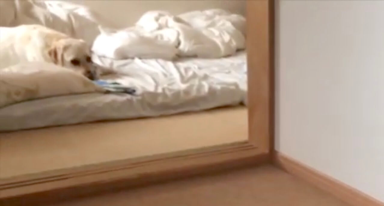 ラブラドールレトリーバー,動画