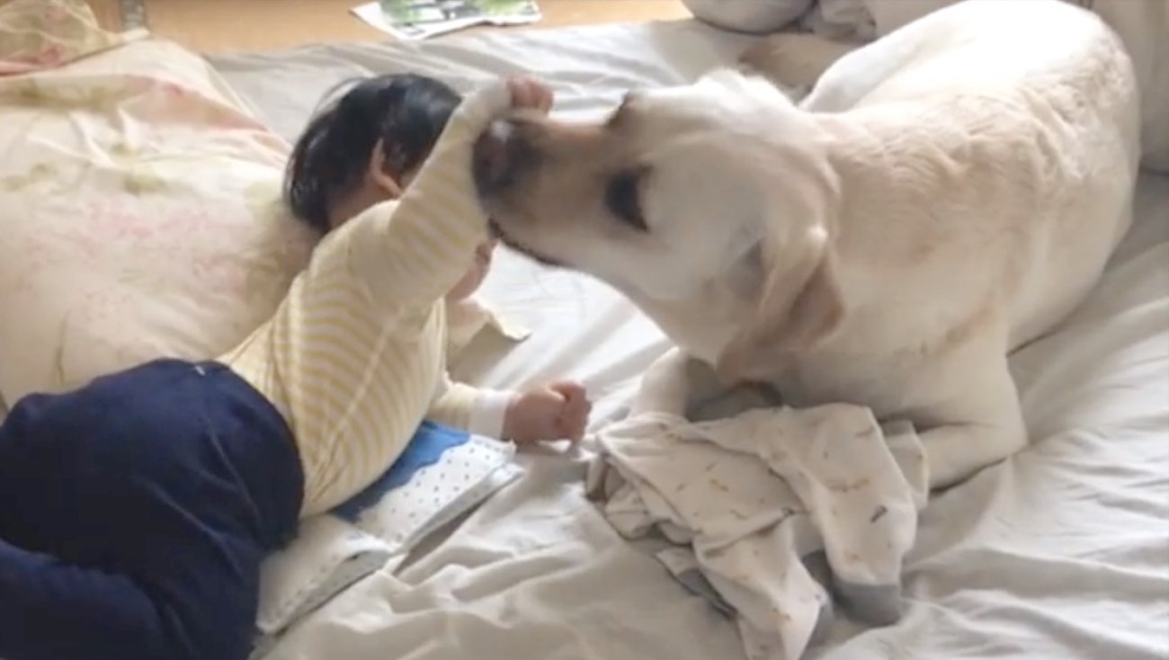 ラブラドールレトリーバー,動画