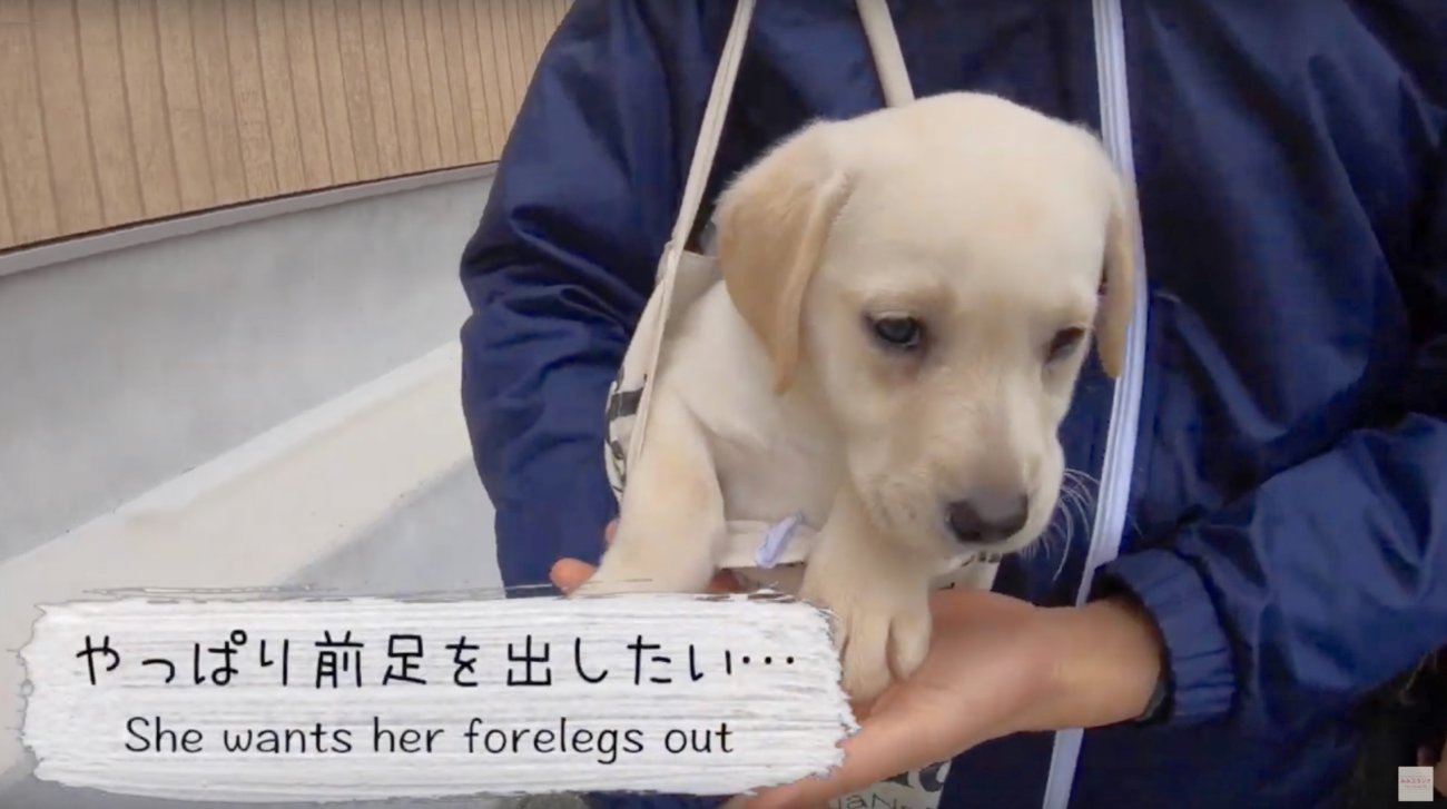 ラブラドールレトリーバー,動画