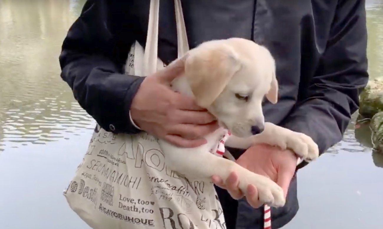 ラブラドールレトリーバー,動画