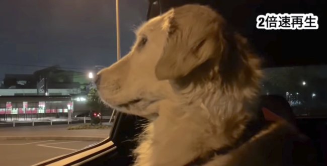 ゴールデンレトリーバー,動画