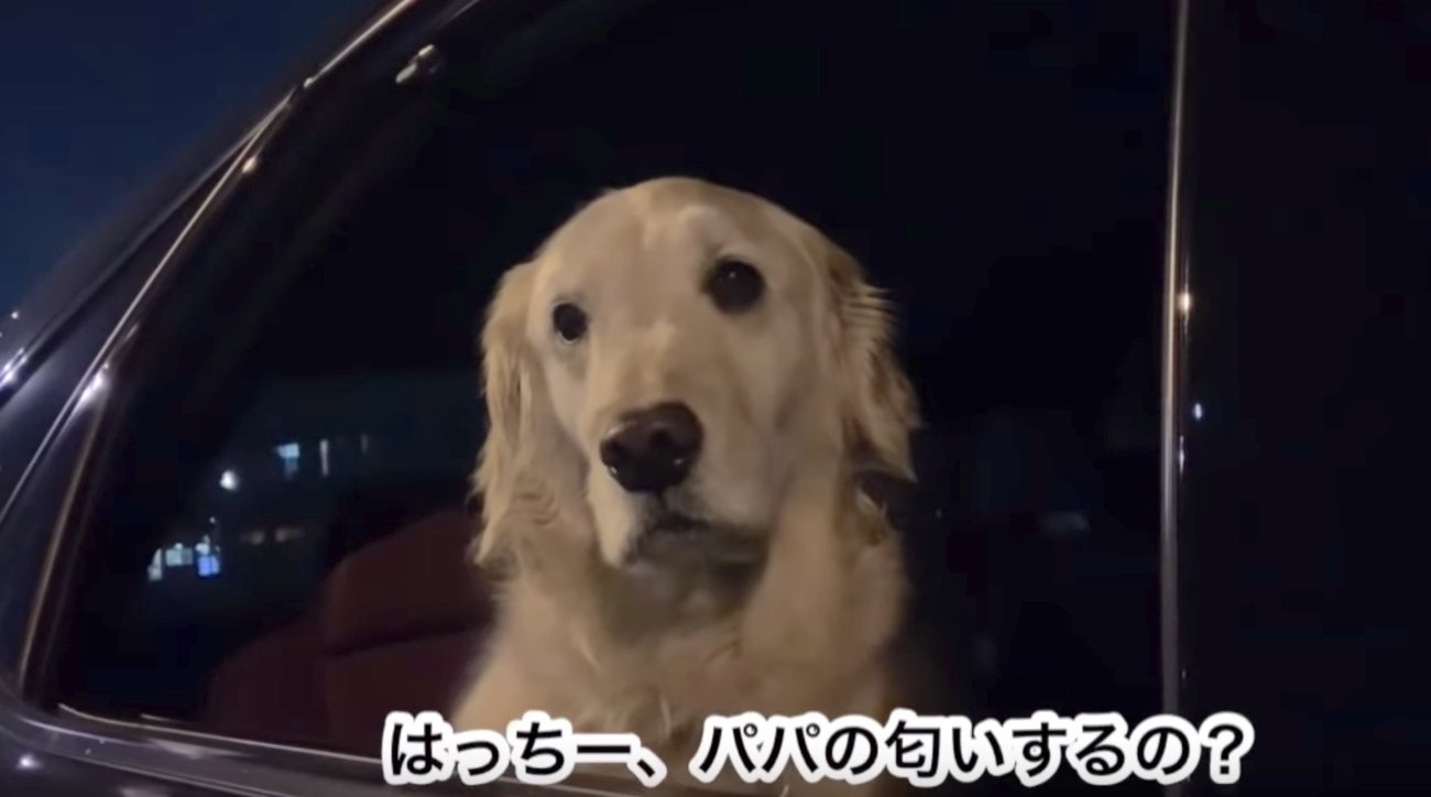 ゴールデンレトリーバー,動画