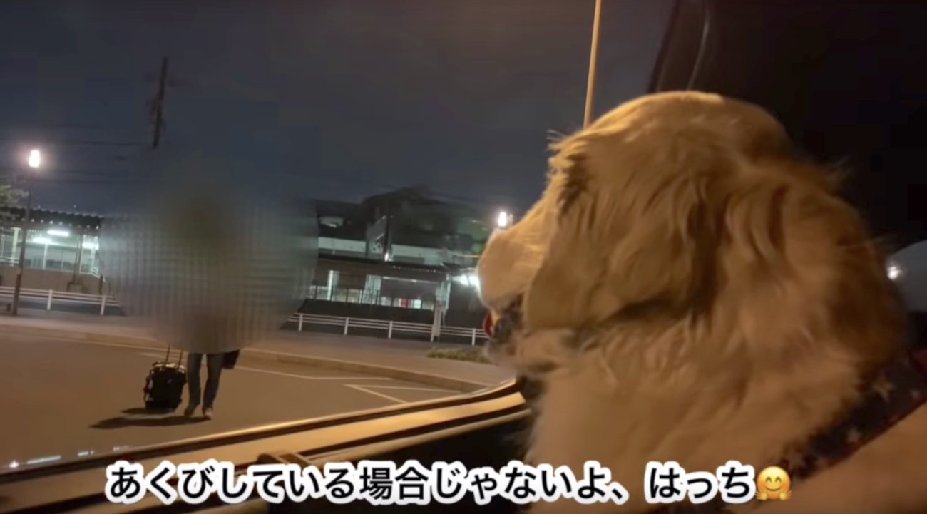 ゴールデンレトリーバー,動画