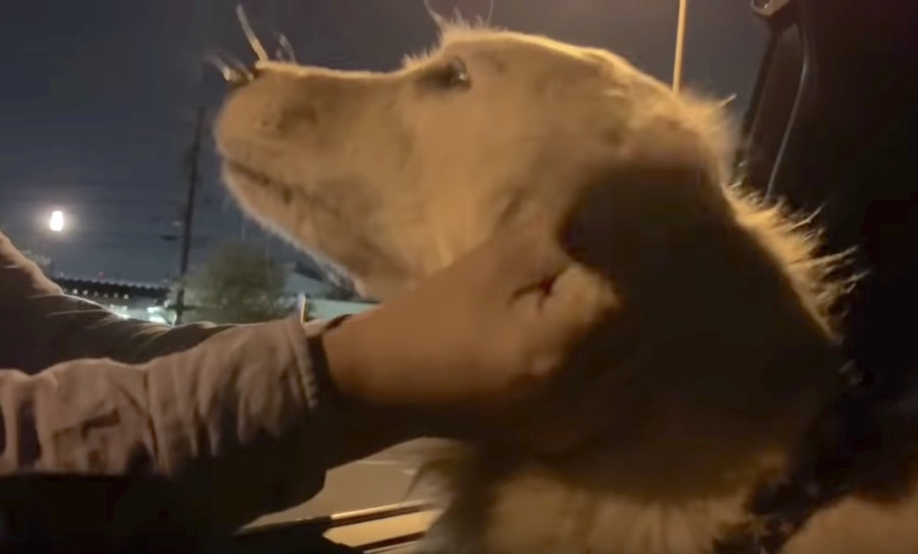 ゴールデンレトリーバー,動画