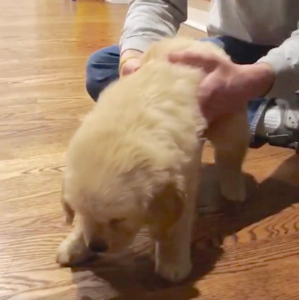 ゴールデンレトリーバー,動画