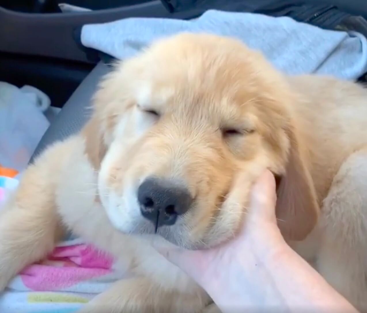 ゴールデンレトリーバー,動画