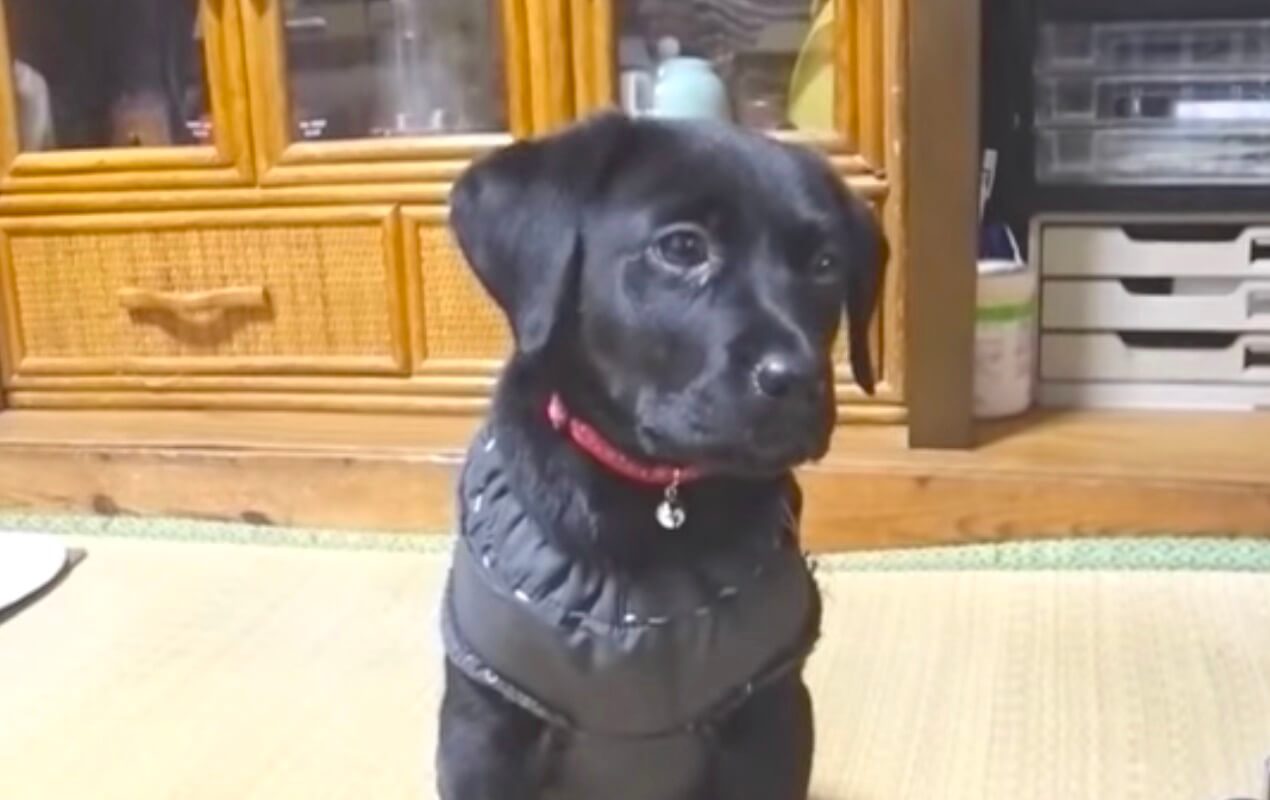 ラブラドールレトリーバー,動画