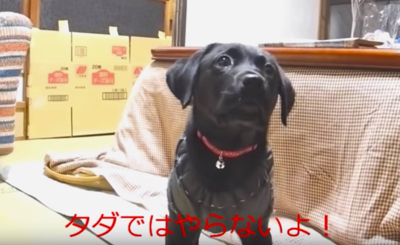 ラブラドールレトリーバー,動画