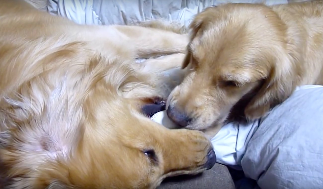 ゴールデンレトリーバー,動画