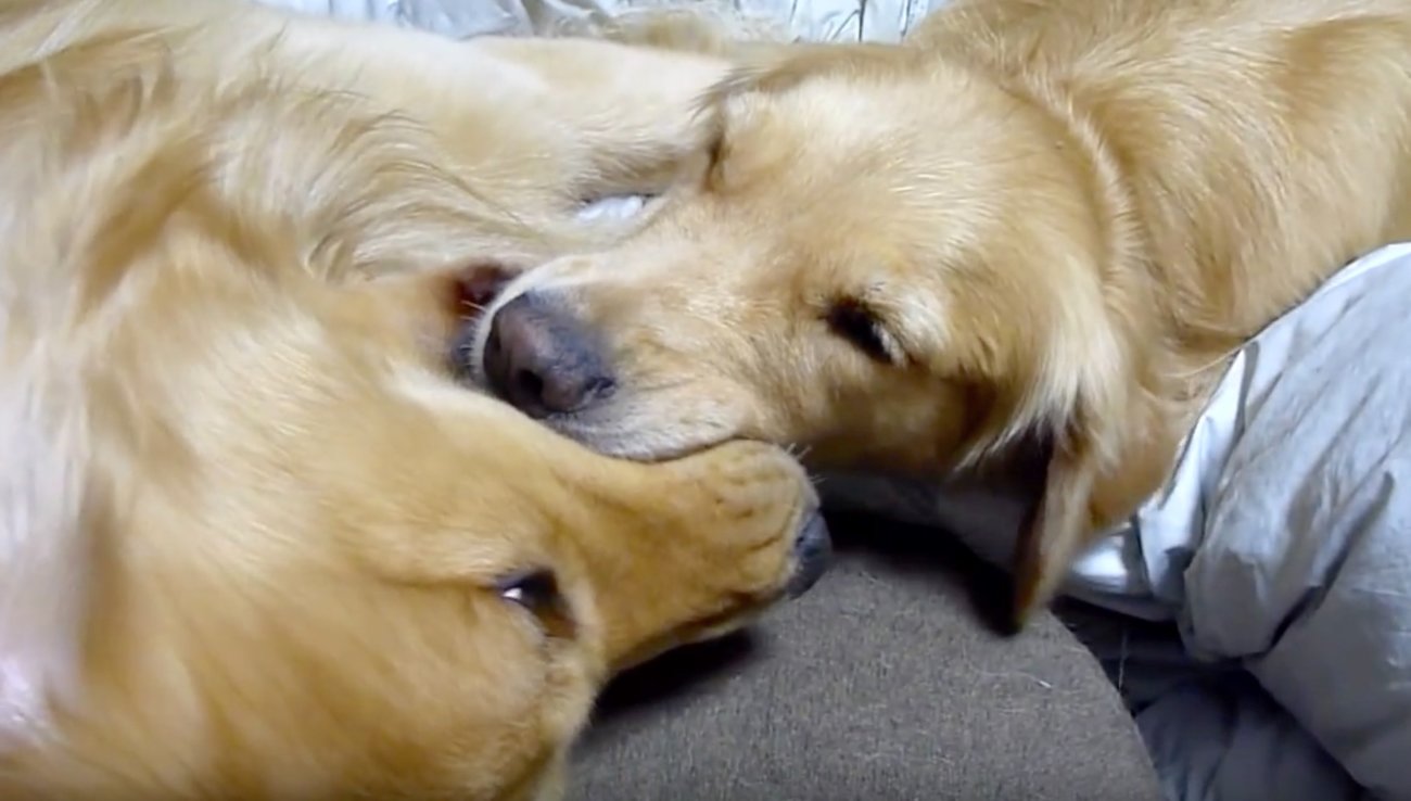 ゴールデンレトリーバー,動画