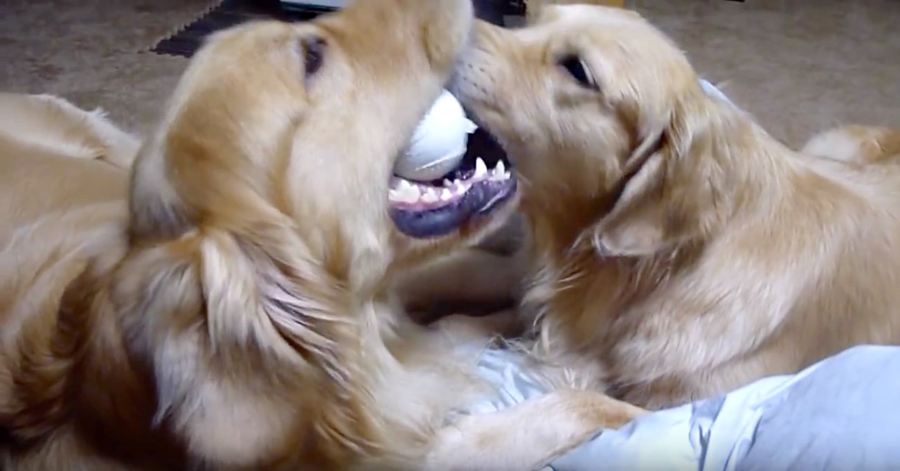 ゴールデンレトリーバー,動画