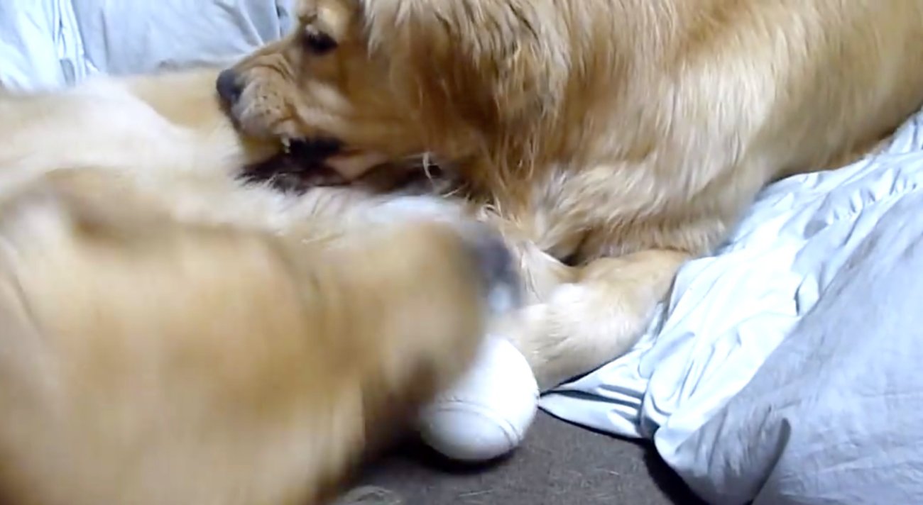 ゴールデンレトリーバー,動画