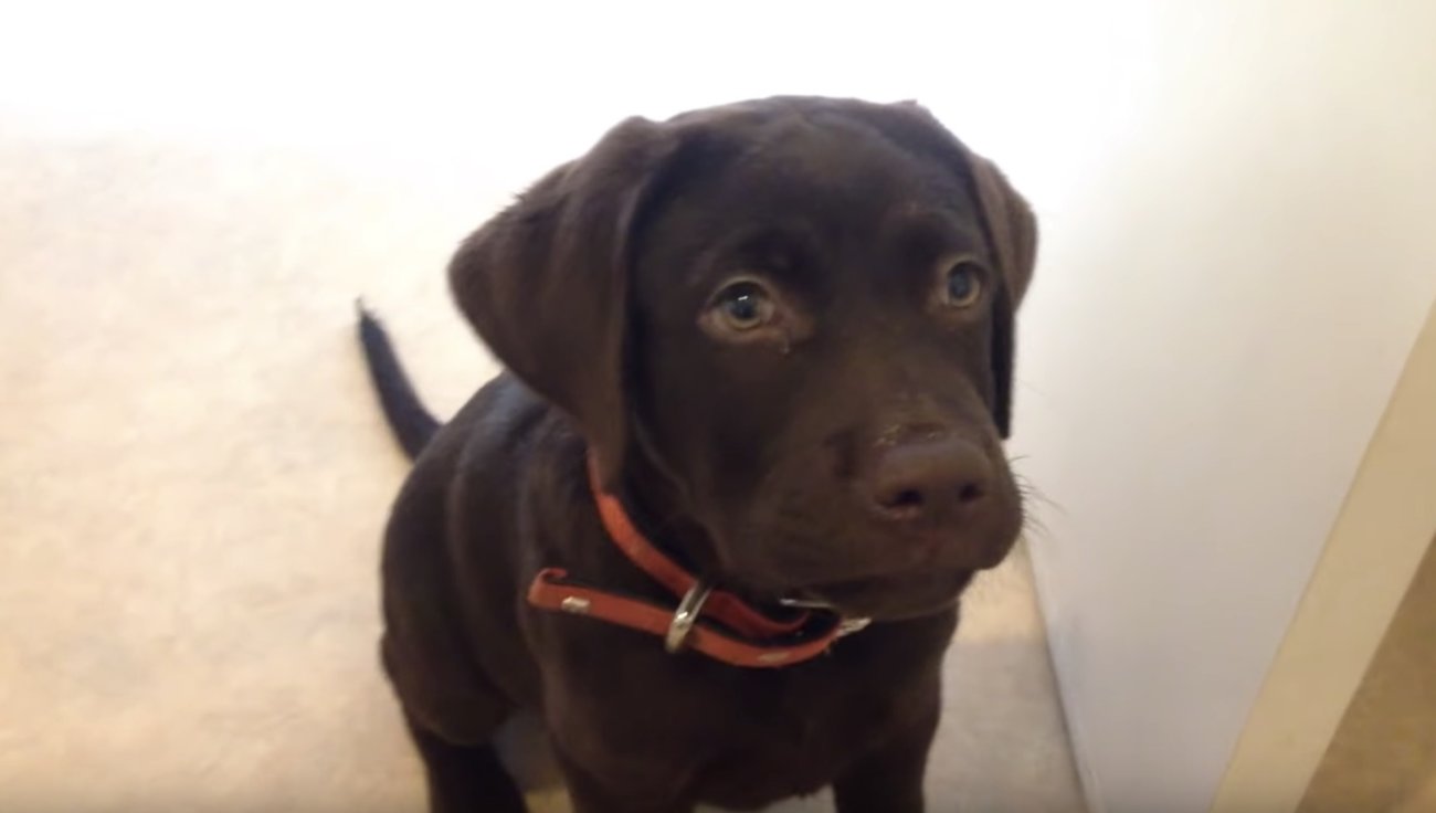 ラブラドールレトリーバー,動画