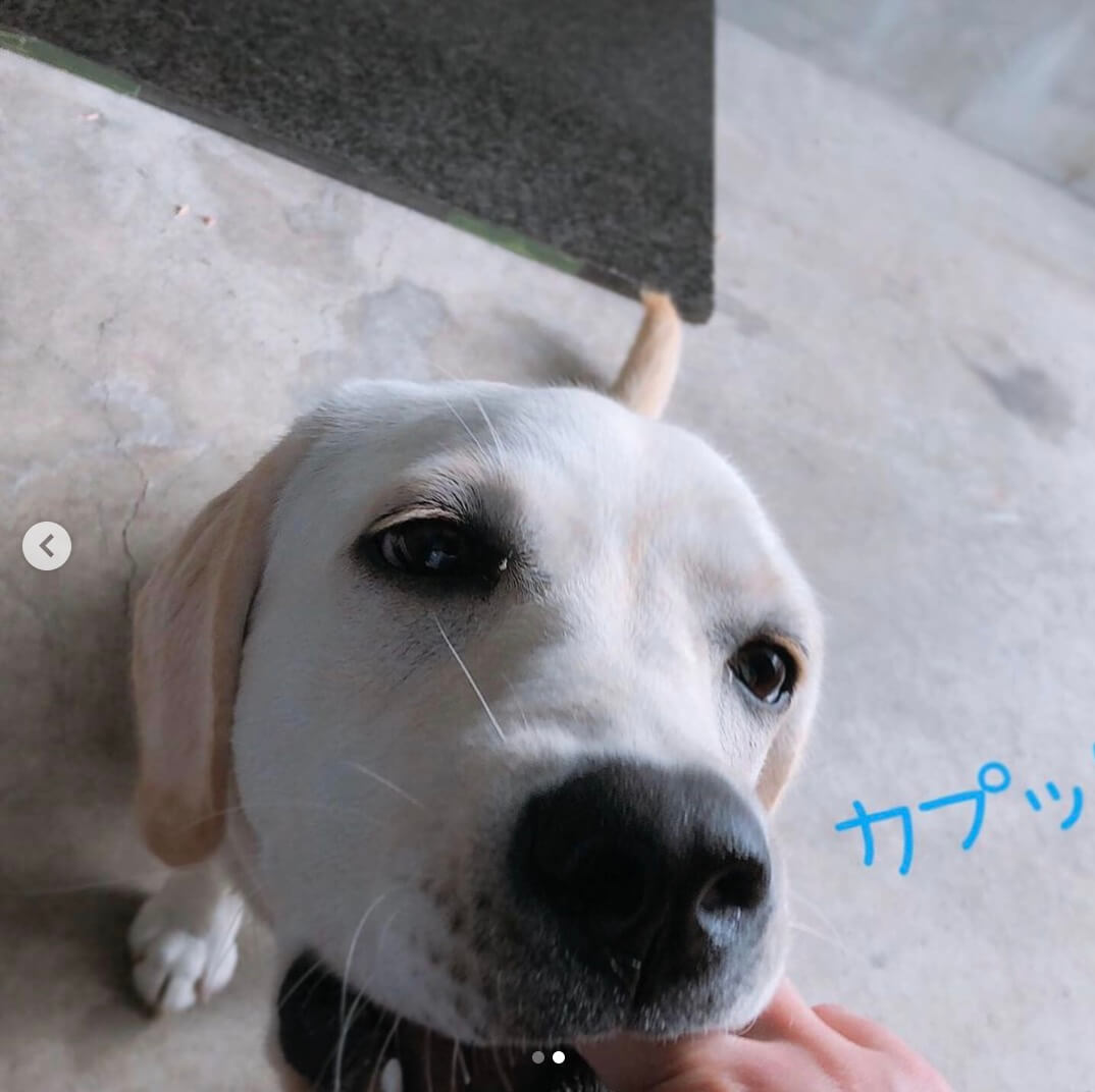 ラブラドールレトリーバー,動画