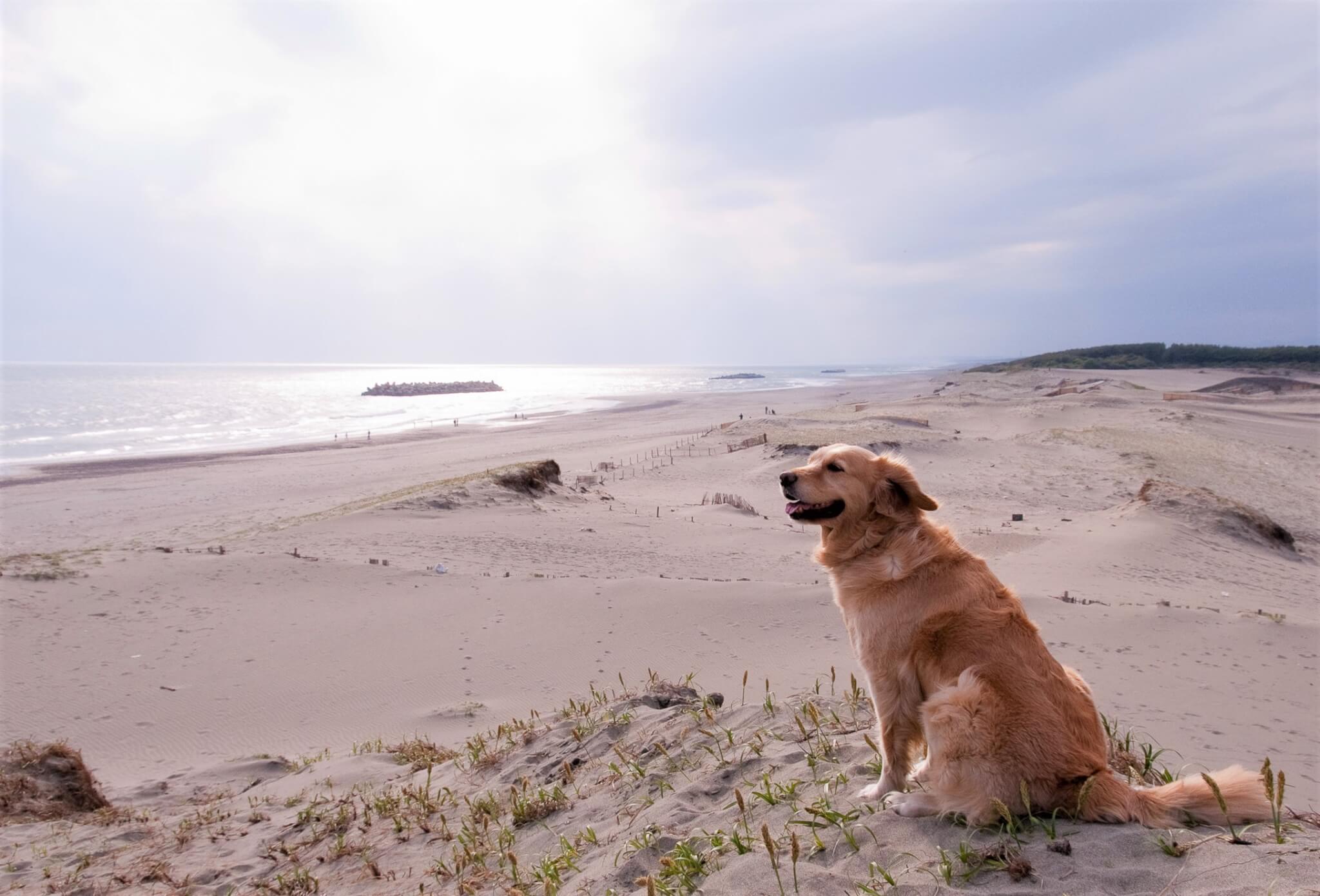 ゴールデンレトリーバー,カメラマン