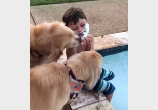 ゴールデンレトリーバー,動画