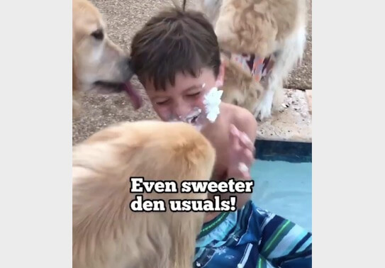 ゴールデンレトリーバー,動画