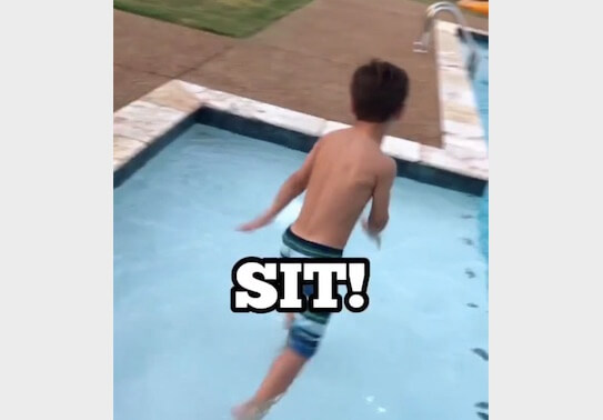 ゴールデンレトリーバー,動画