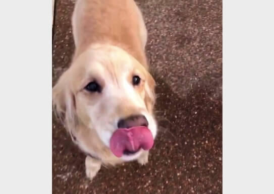 ゴールデンレトリーバー,動画