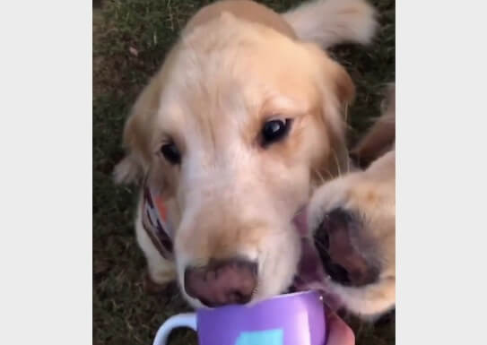 ゴールデンレトリーバー,動画