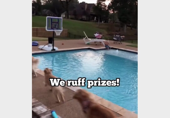 ゴールデンレトリーバー,動画