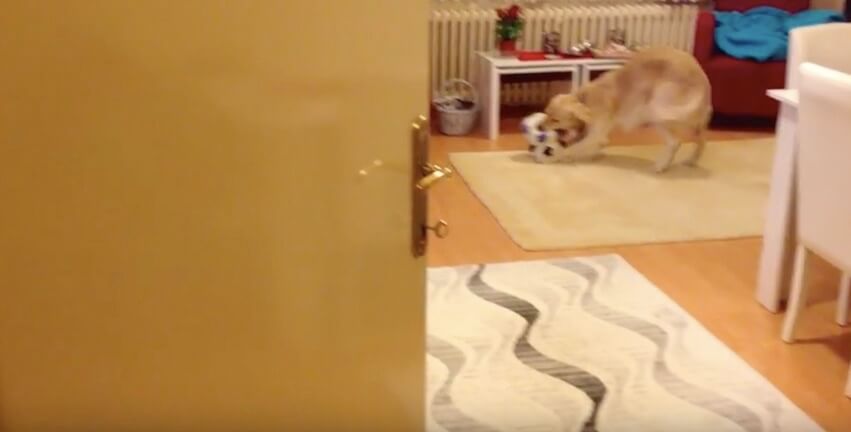 ゴールデンレトリーバー,動画