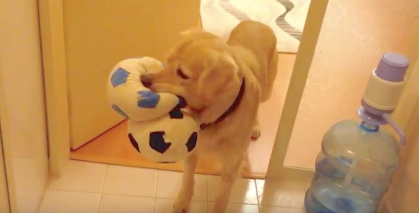 ゴールデンレトリーバー,動画