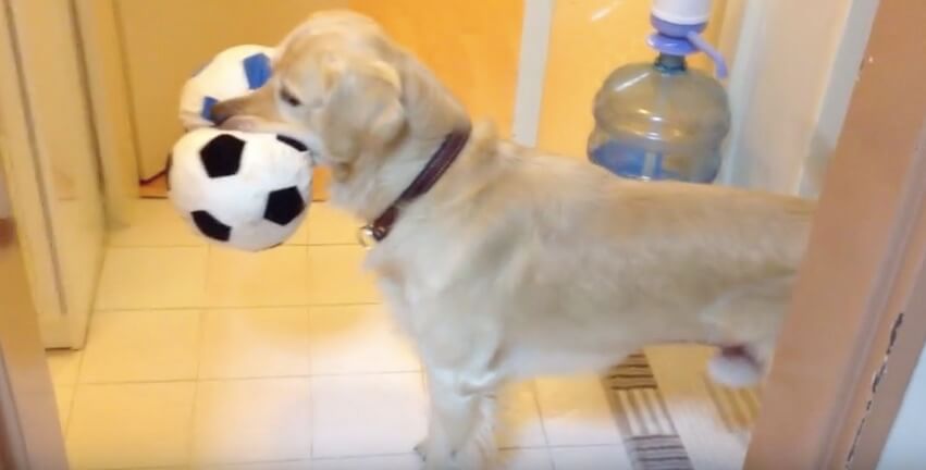 ゴールデンレトリーバー,動画