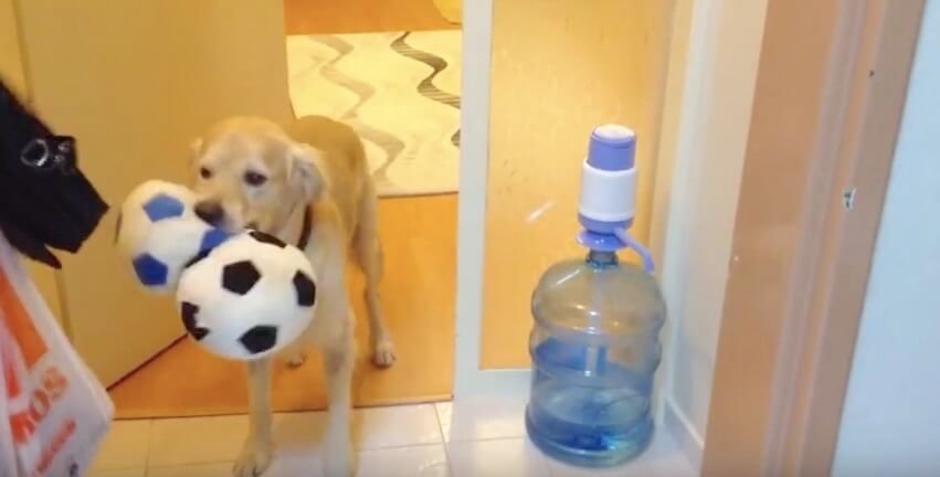 ゴールデンレトリーバー,動画