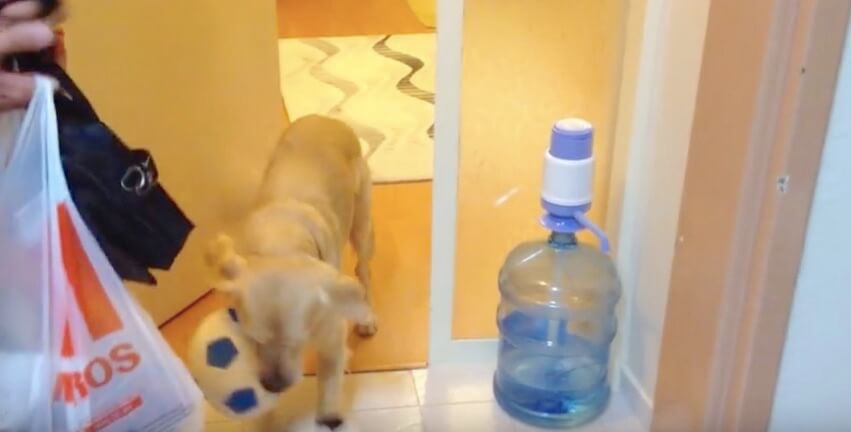 ゴールデンレトリーバー,動画