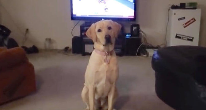 ラブラドールレトリーバー,動画