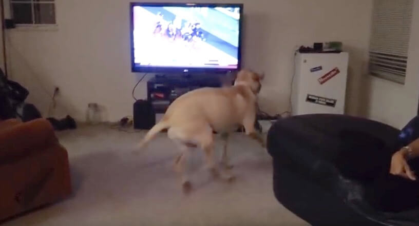 ラブラドールレトリーバー,動画