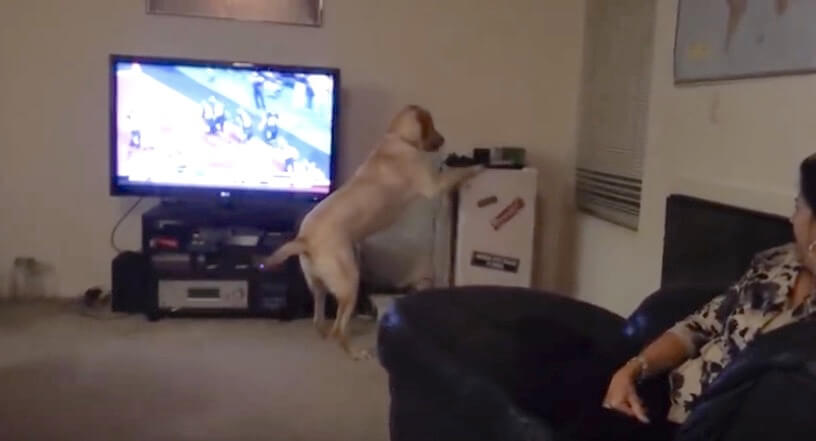 ラブラドールレトリーバー,動画