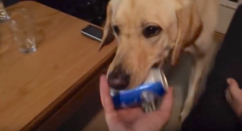 ラブラドールレトリーバー,動画