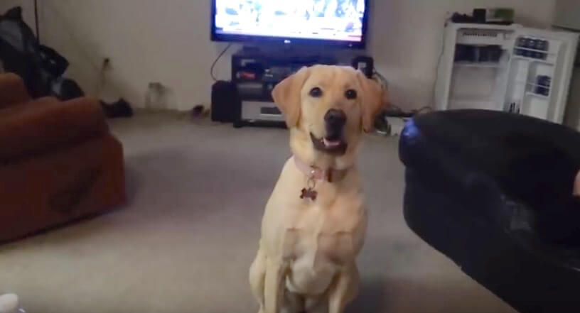 ラブラドールレトリーバー,動画