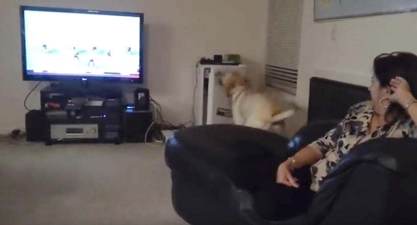 ラブラドールレトリーバー,動画