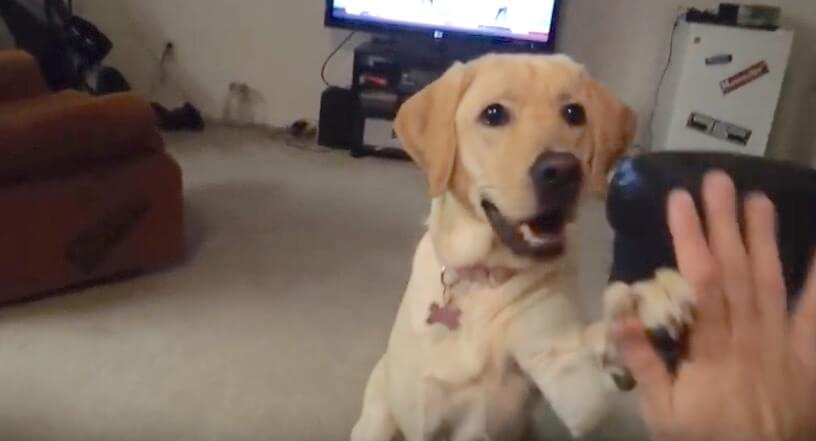 ラブラドールレトリーバー,動画