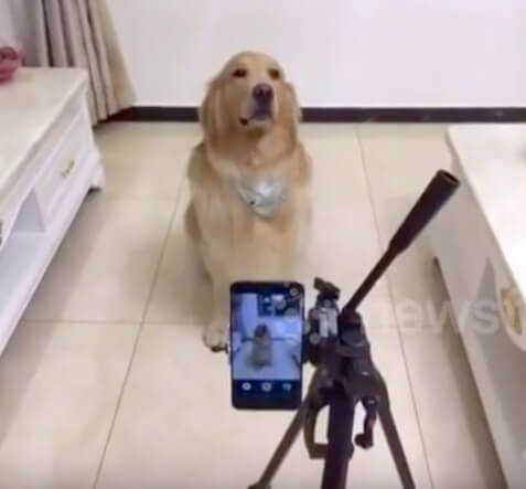 ゴールデンレトリーバー,動画