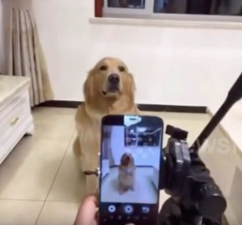 ゴールデンレトリーバー,動画