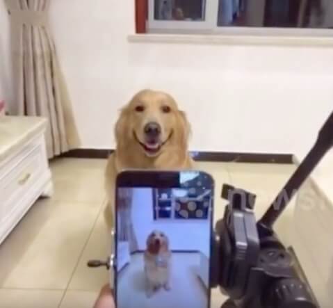 ゴールデンレトリーバー,動画