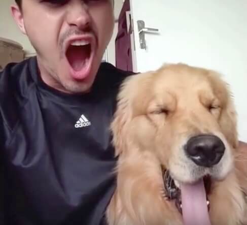 ゴールデンレトリーバー,動画