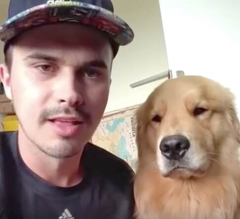 ゴールデンレトリーバー,動画