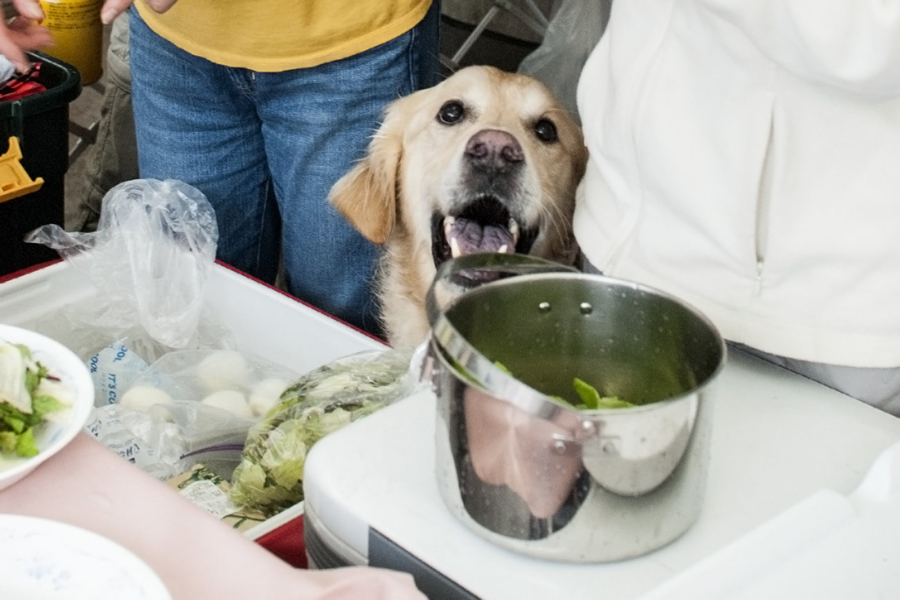 レトリーバー,ごはん