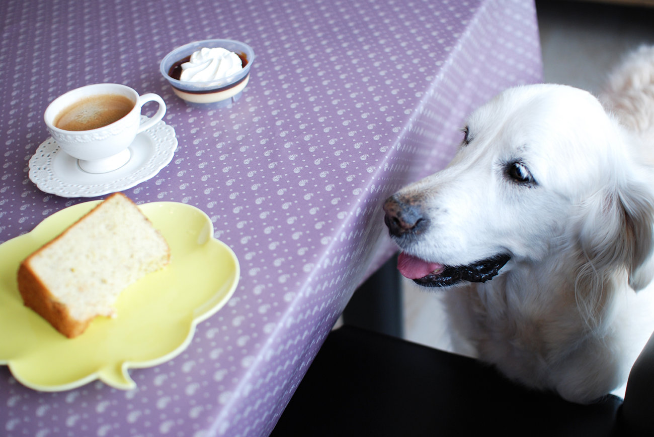 レトリーバー,ごはん
