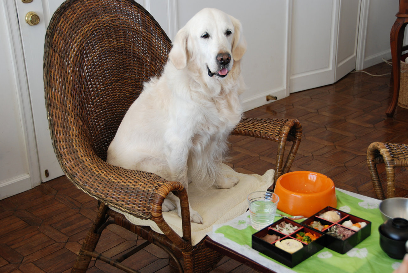 レトリーバー,ごはん